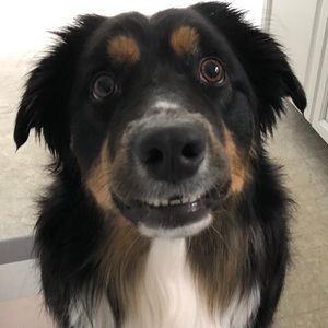 Meet your Posher, Audrey